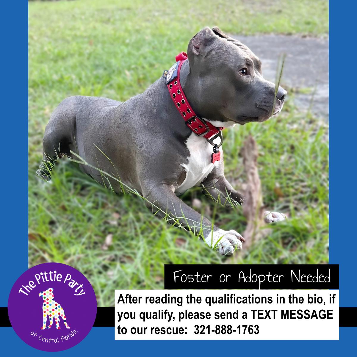 Enlarge Chorizo, a ADOPTABLE Pit Bull Terrier in Kissimmee, FL image 4/4