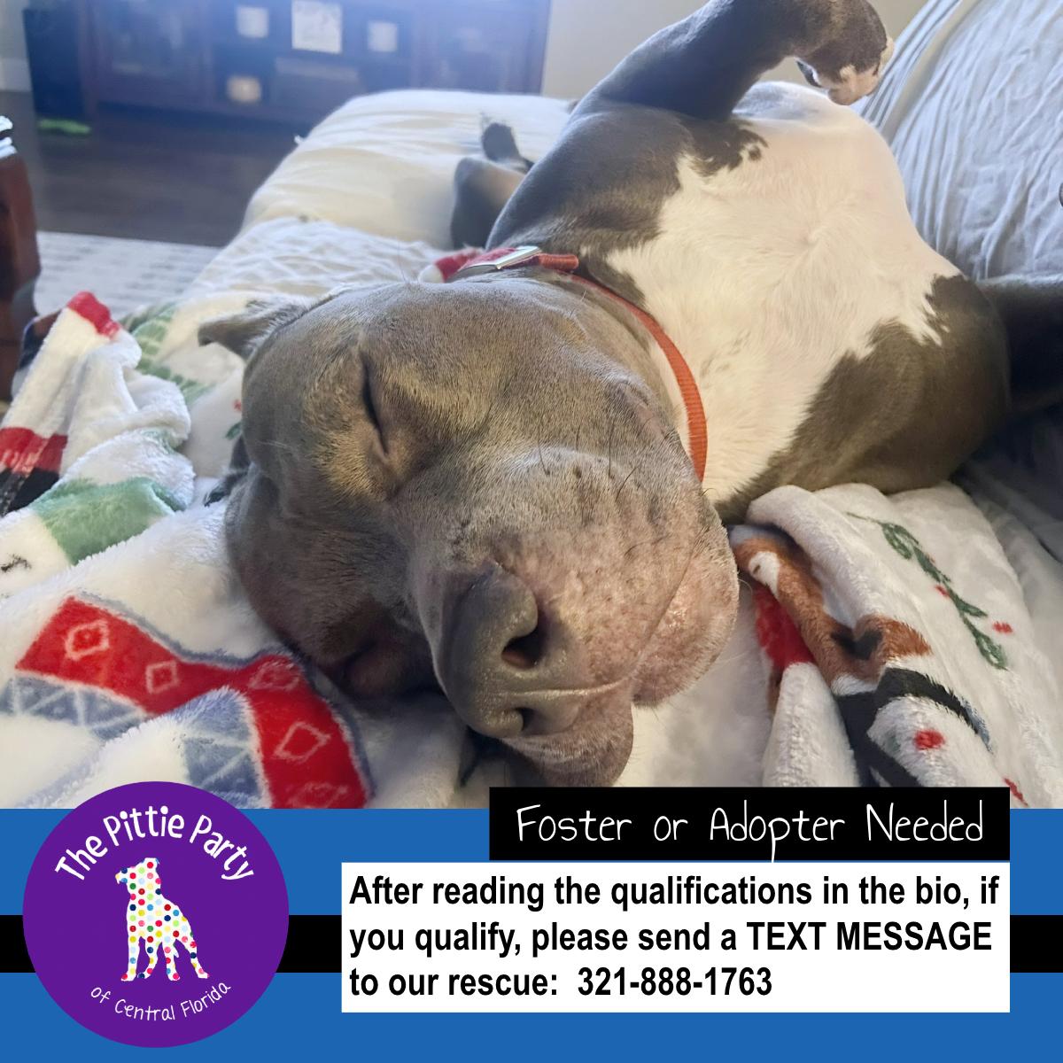 Chorizo, ADOPTABLE, Adult Male Pit Bull Terrier.