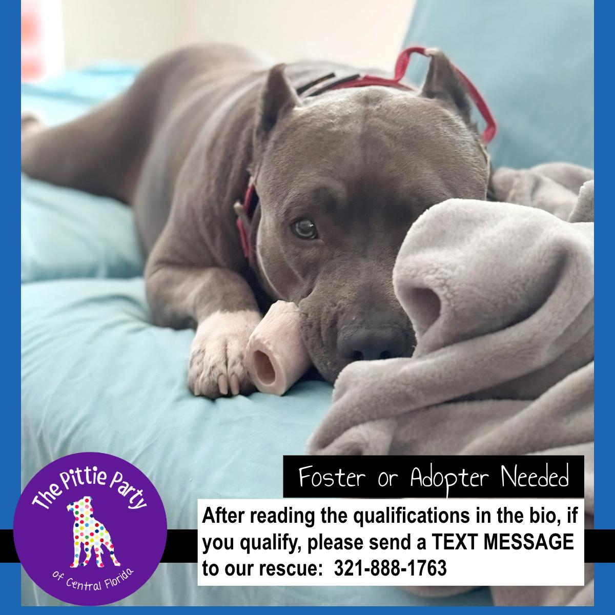 Enlarge Chorizo, a ADOPTABLE Pit Bull Terrier in Kissimmee, FL image 3/4