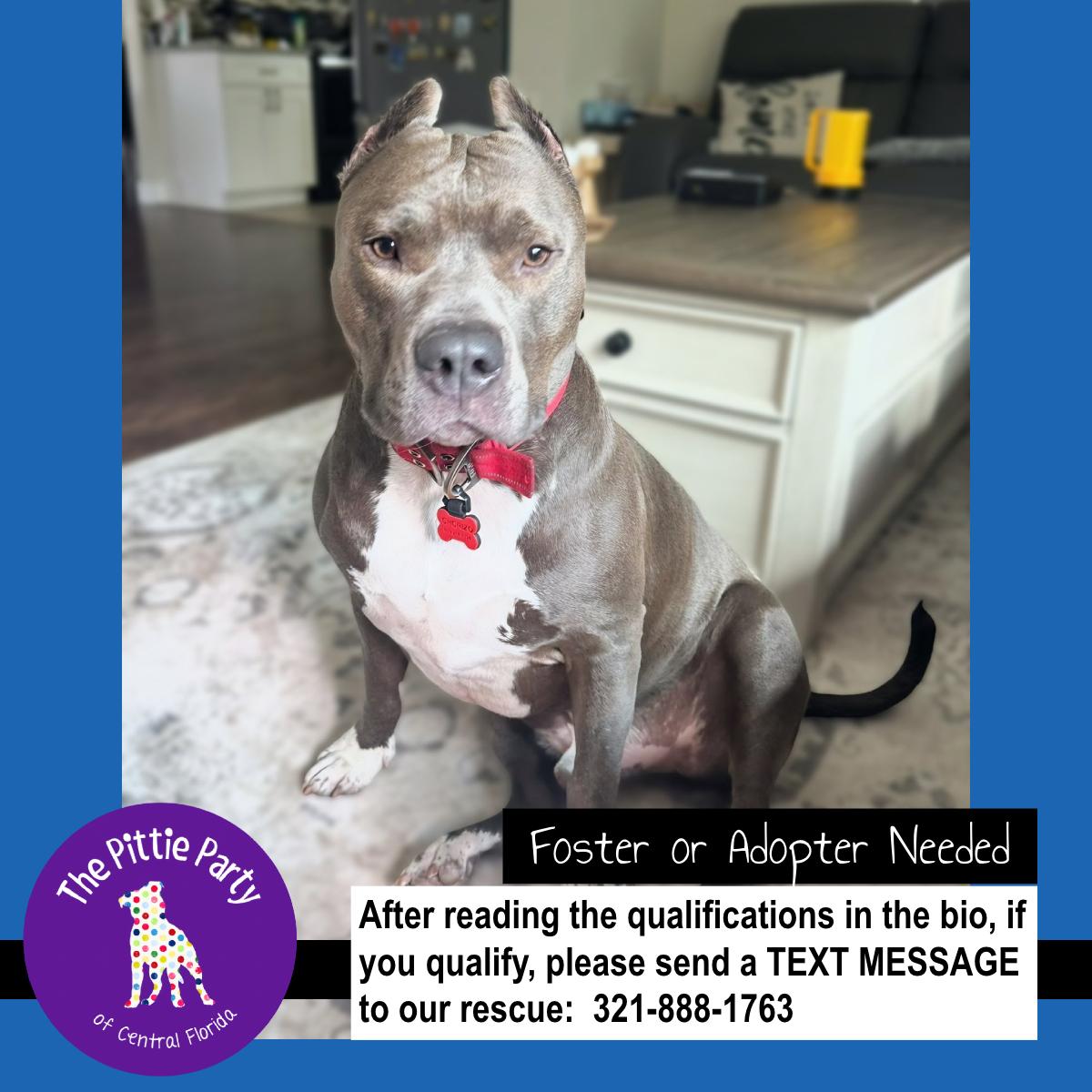 Chorizo, ADOPTABLE, Adult Male Pit Bull Terrier.