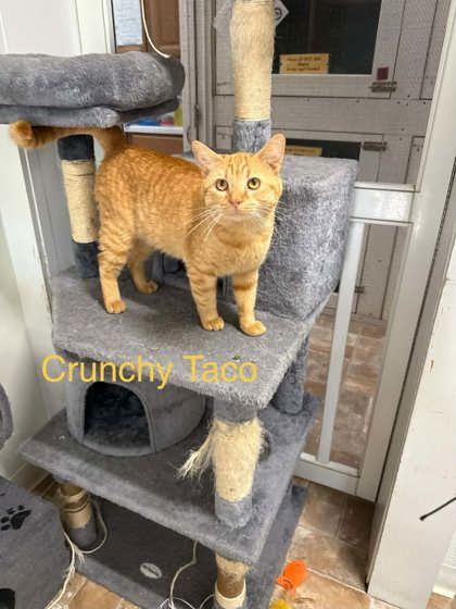 Enlarge Crunchy Taco, a Adopted Domestic Short Hair in Altoona, PA image 1/1
