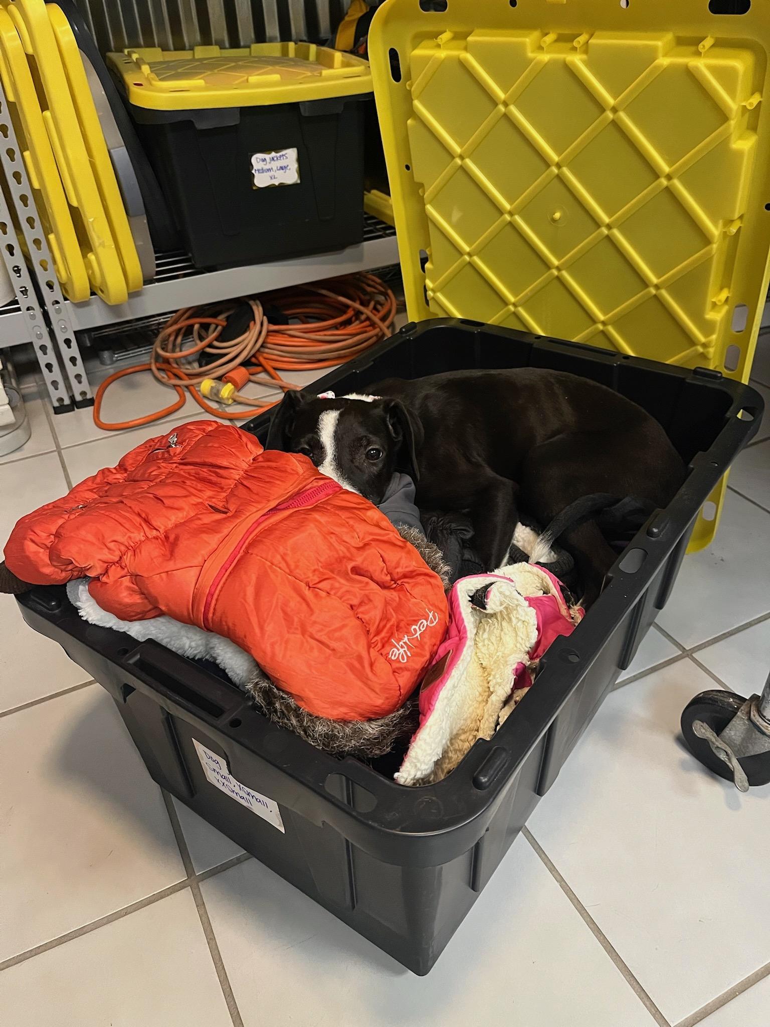 Enlarge Pebbles, a Adopted mixed breed in Durango, CO image 6/6