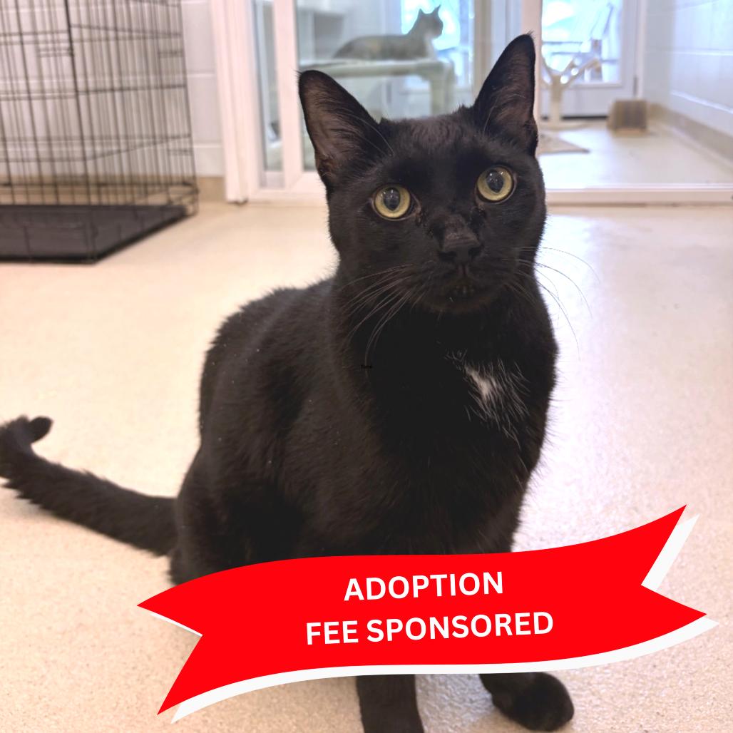 Sneak, a Adoptable Domestic Short Hair in Marshall, VA image 1/4