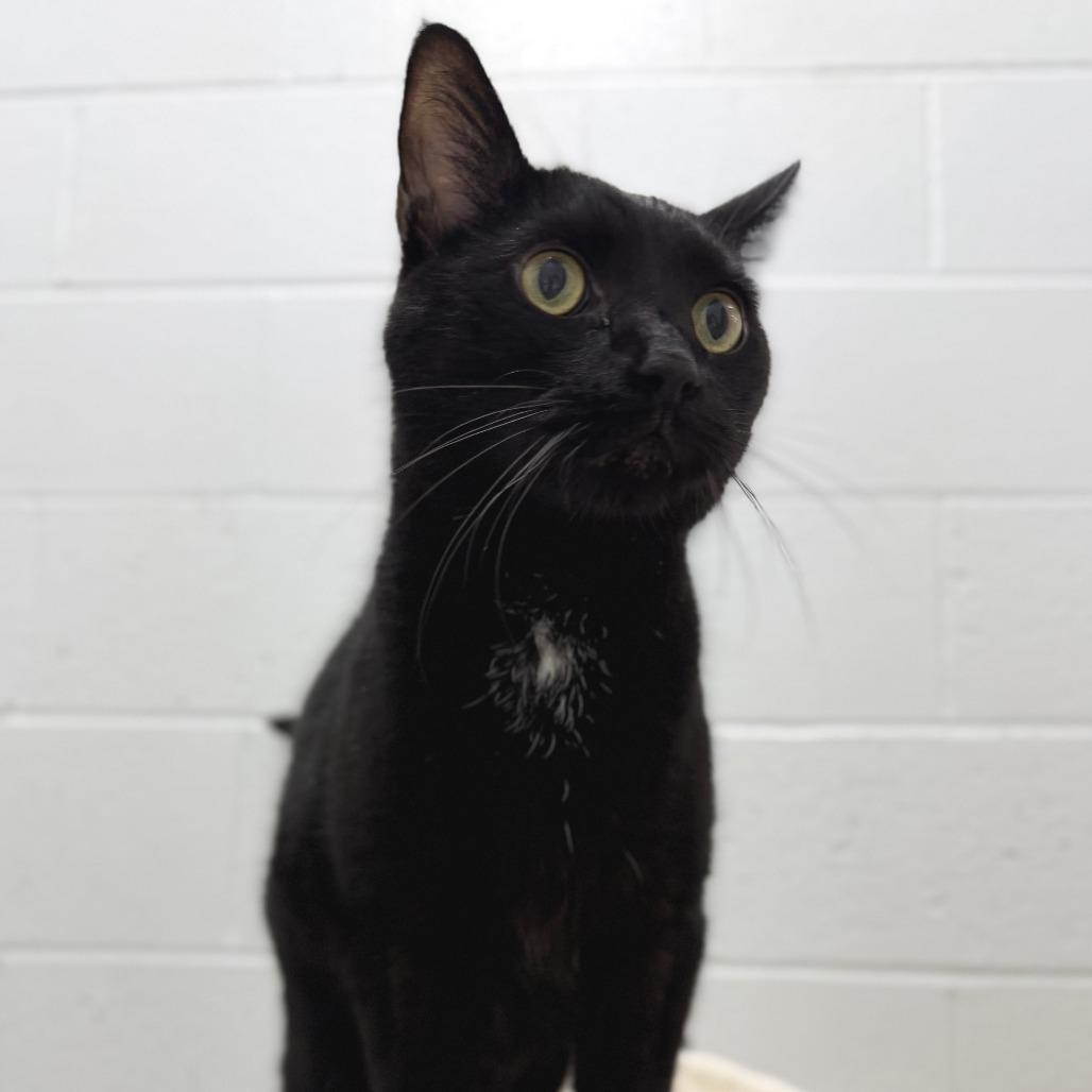 Sneak, a Adoptable Domestic Short Hair in Marshall, VA image 2/4