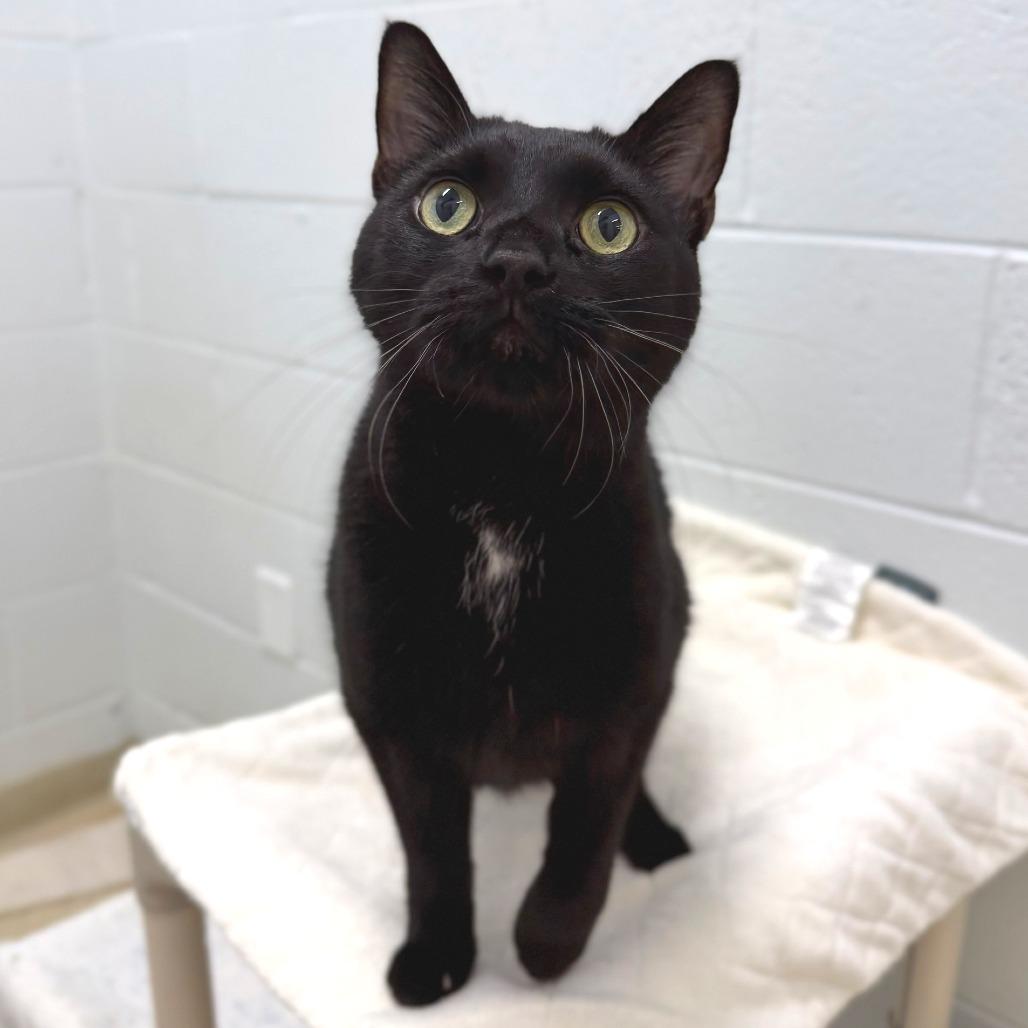 Sneak, a Adoptable Domestic Short Hair in Marshall, VA image 3/4