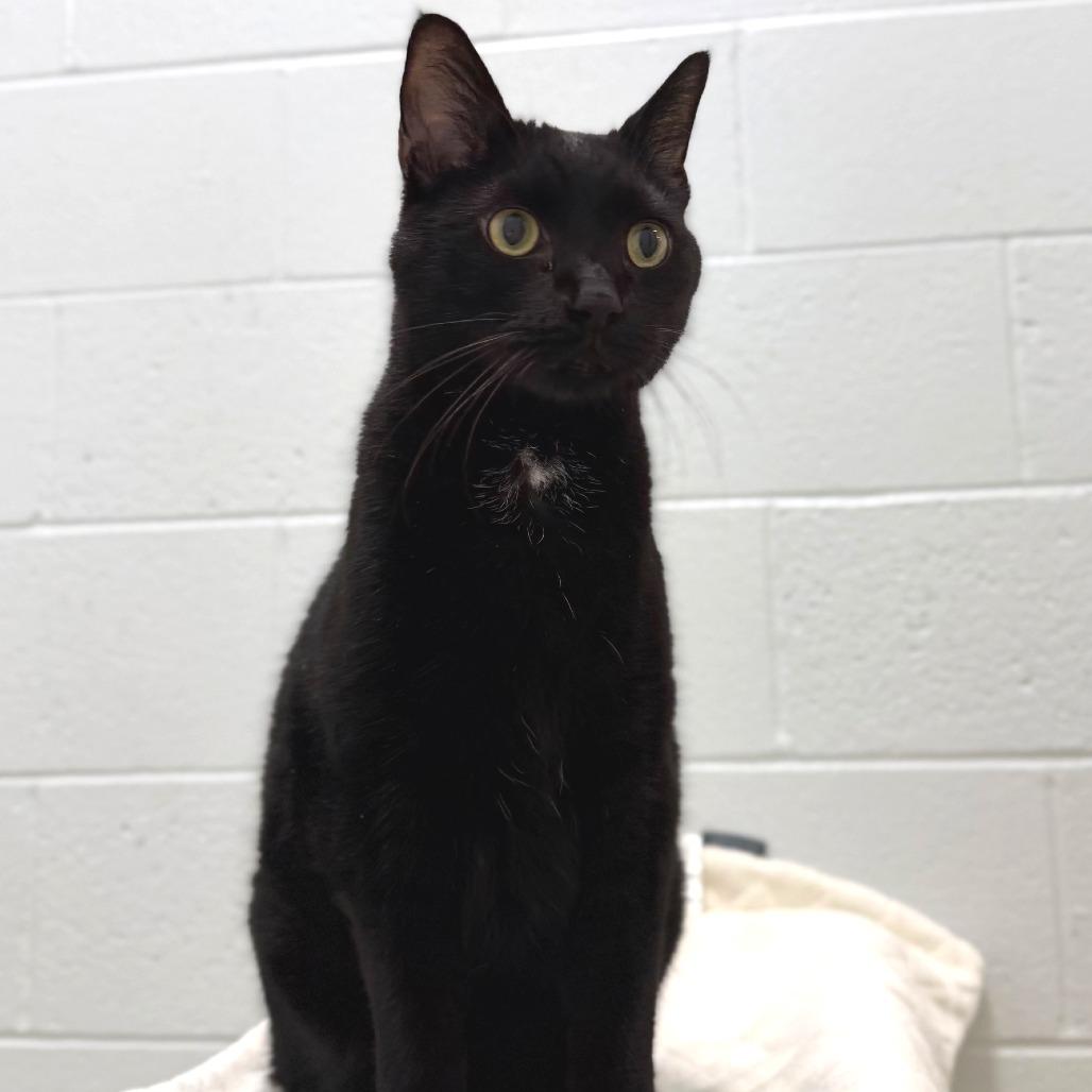 Sneak, a Adoptable Domestic Short Hair in Marshall, VA image 4/4