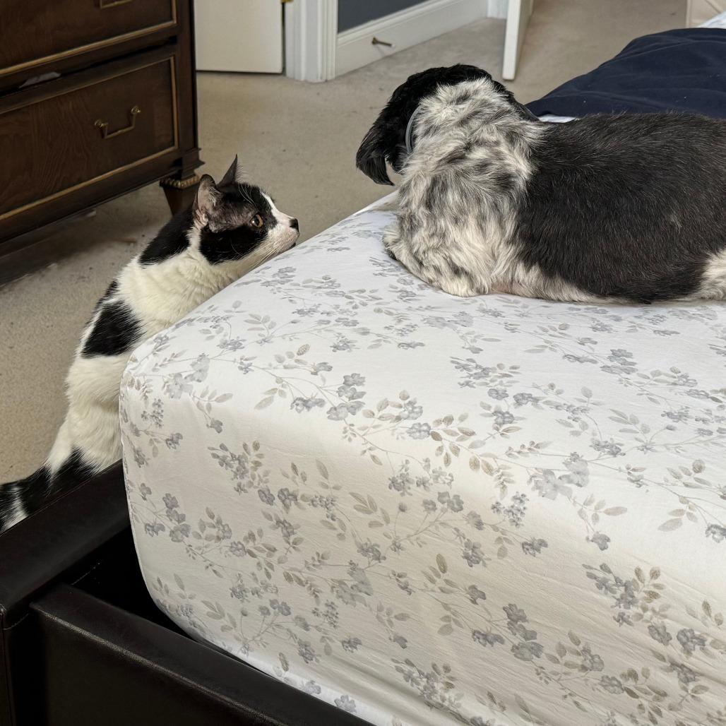 Raja, Adoptable, Senior Male Domestic Short Hair.