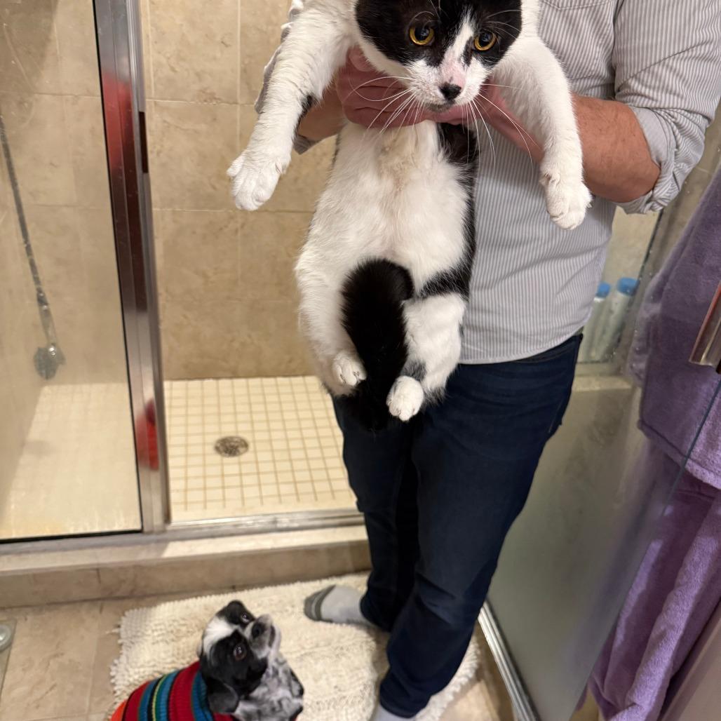 Enlarge Raja, a Adoptable Domestic Short Hair in Philadelphia, PA image 2/6