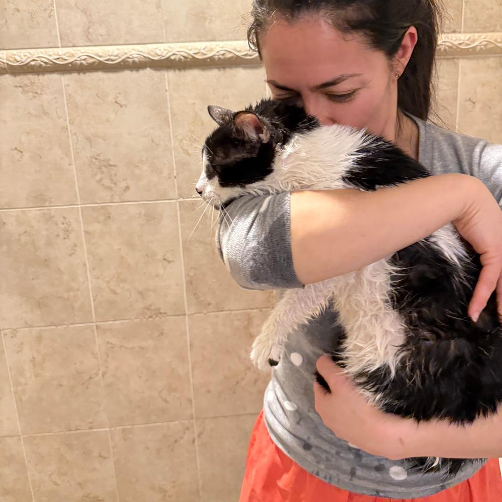 Enlarge Raja, a Adoptable Domestic Short Hair in Philadelphia, PA image 3/6