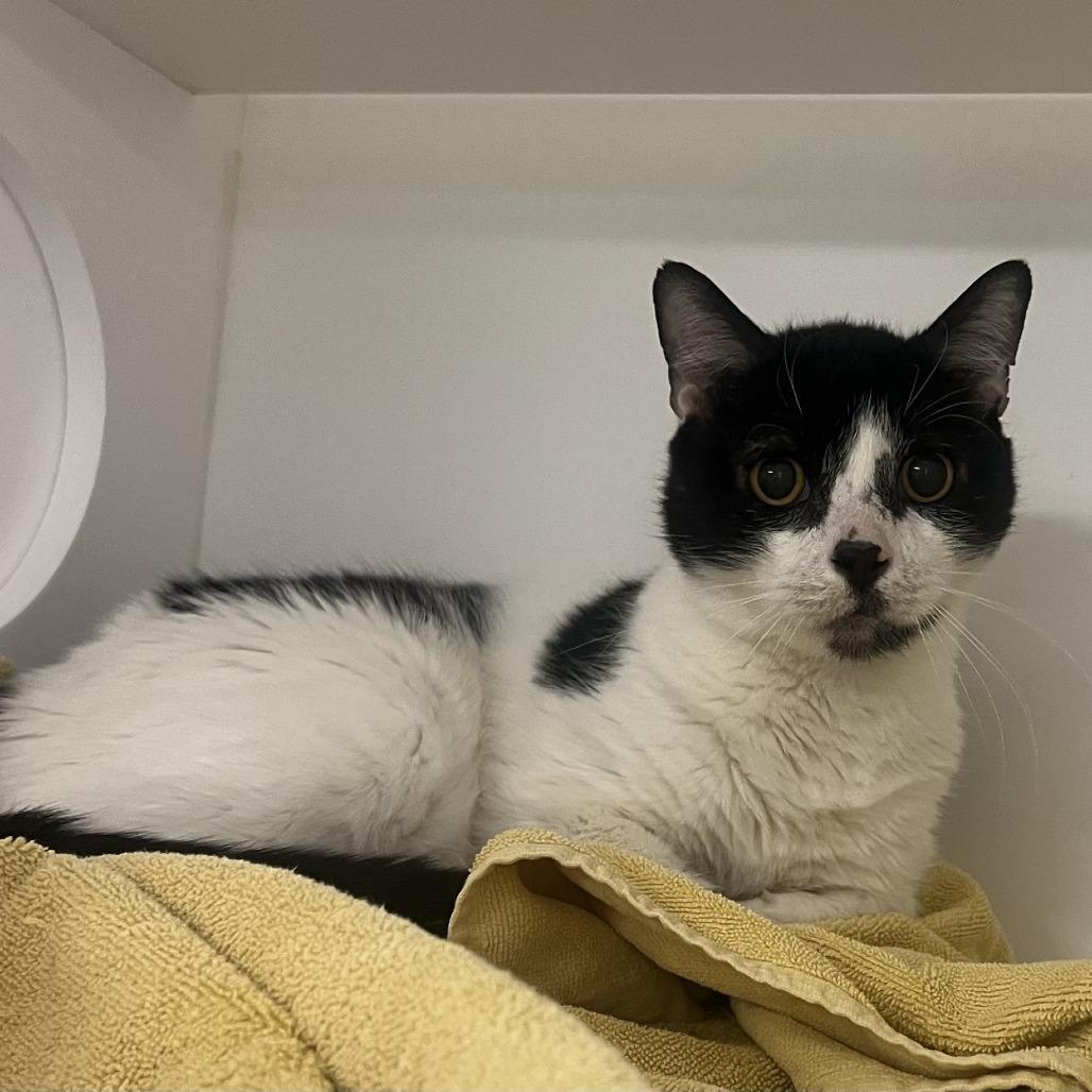 Raja, Adoptable, Senior Male Domestic Short Hair.