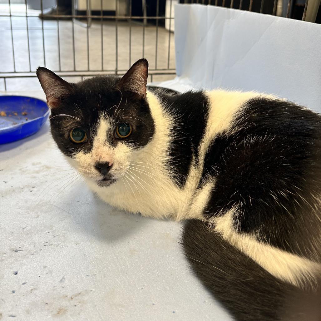 Enlarge Raja, a Adoptable Domestic Short Hair in Philadelphia, PA image 5/6