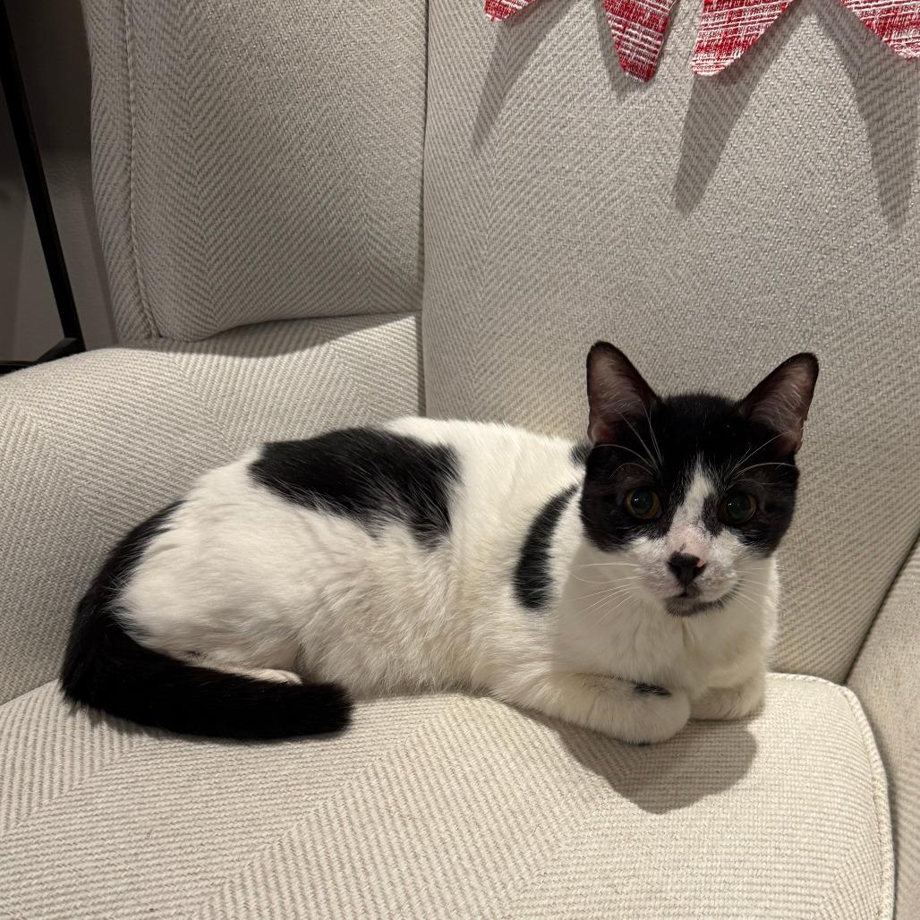 Enlarge Raja, a Adoptable Domestic Short Hair in Philadelphia, PA image 6/6