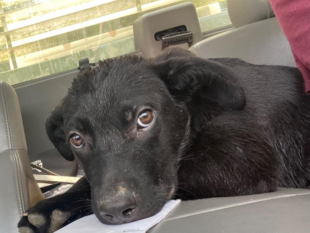 Marco, Adoptable, Young Male Mixed Breed.