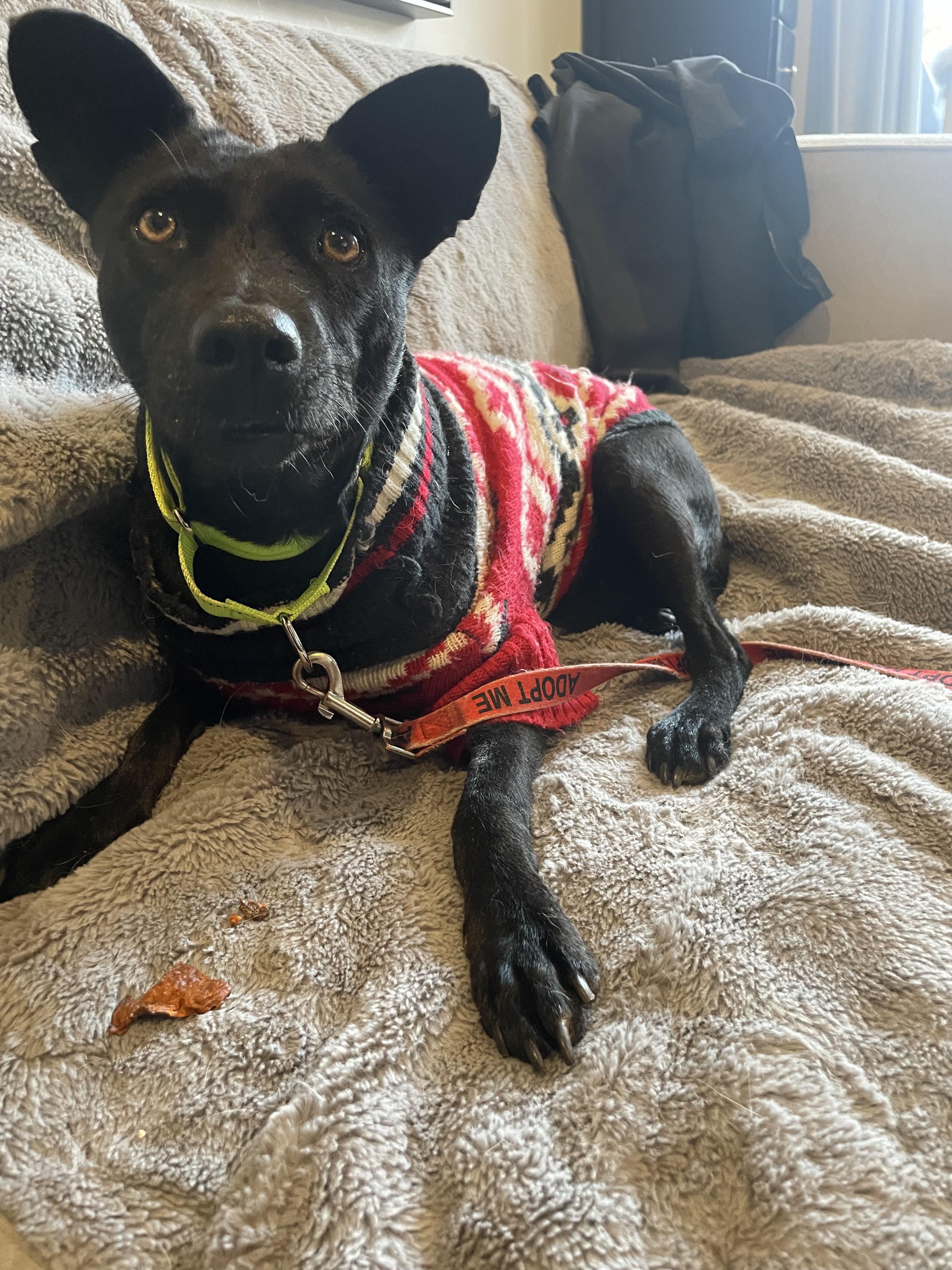 Enlarge Chapita, a ADOPTABLE mixed breed in Mississauga, ON image 2/4