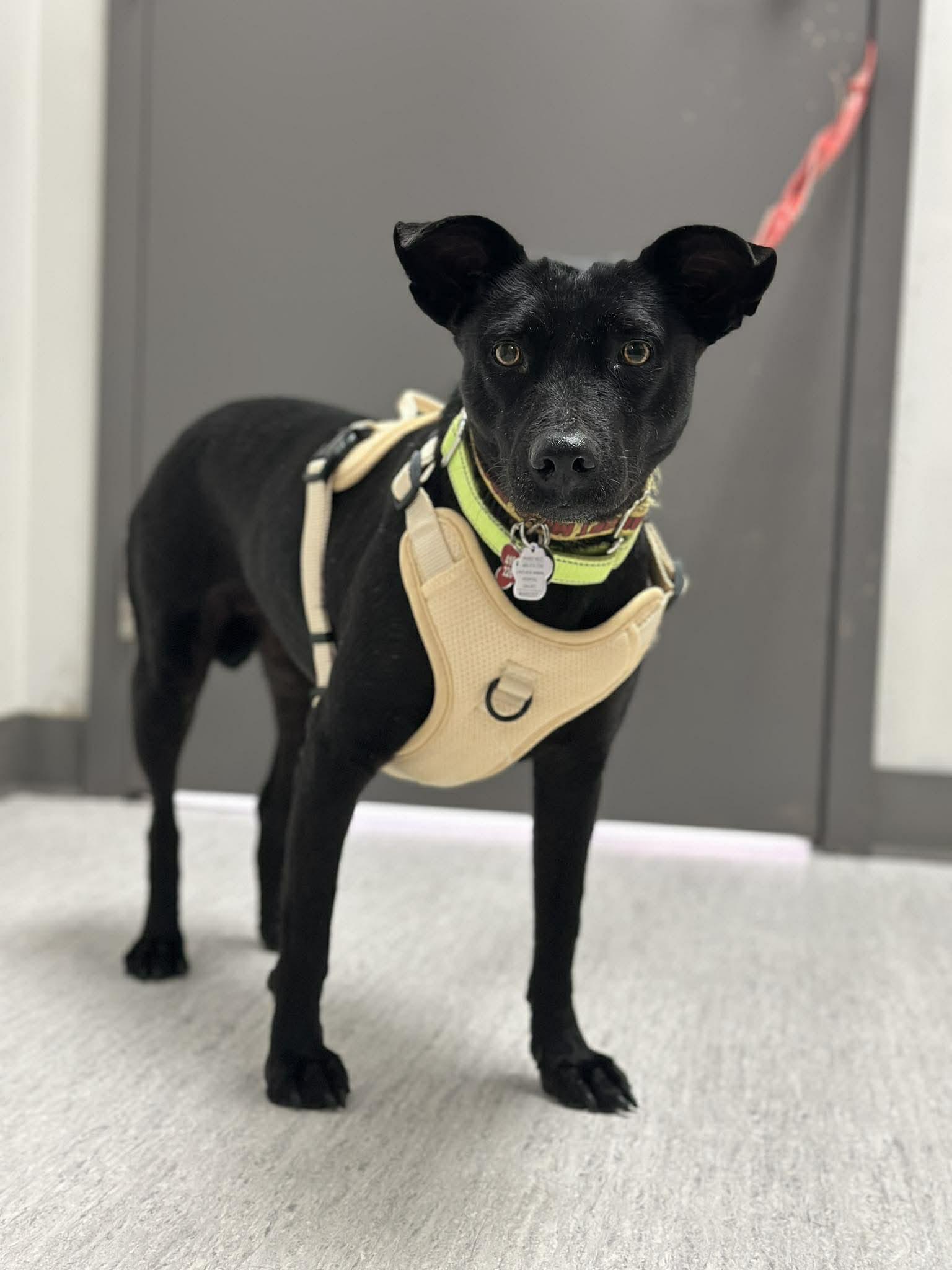 Enlarge Chapita, a ADOPTABLE mixed breed in Mississauga, ON image 1/4