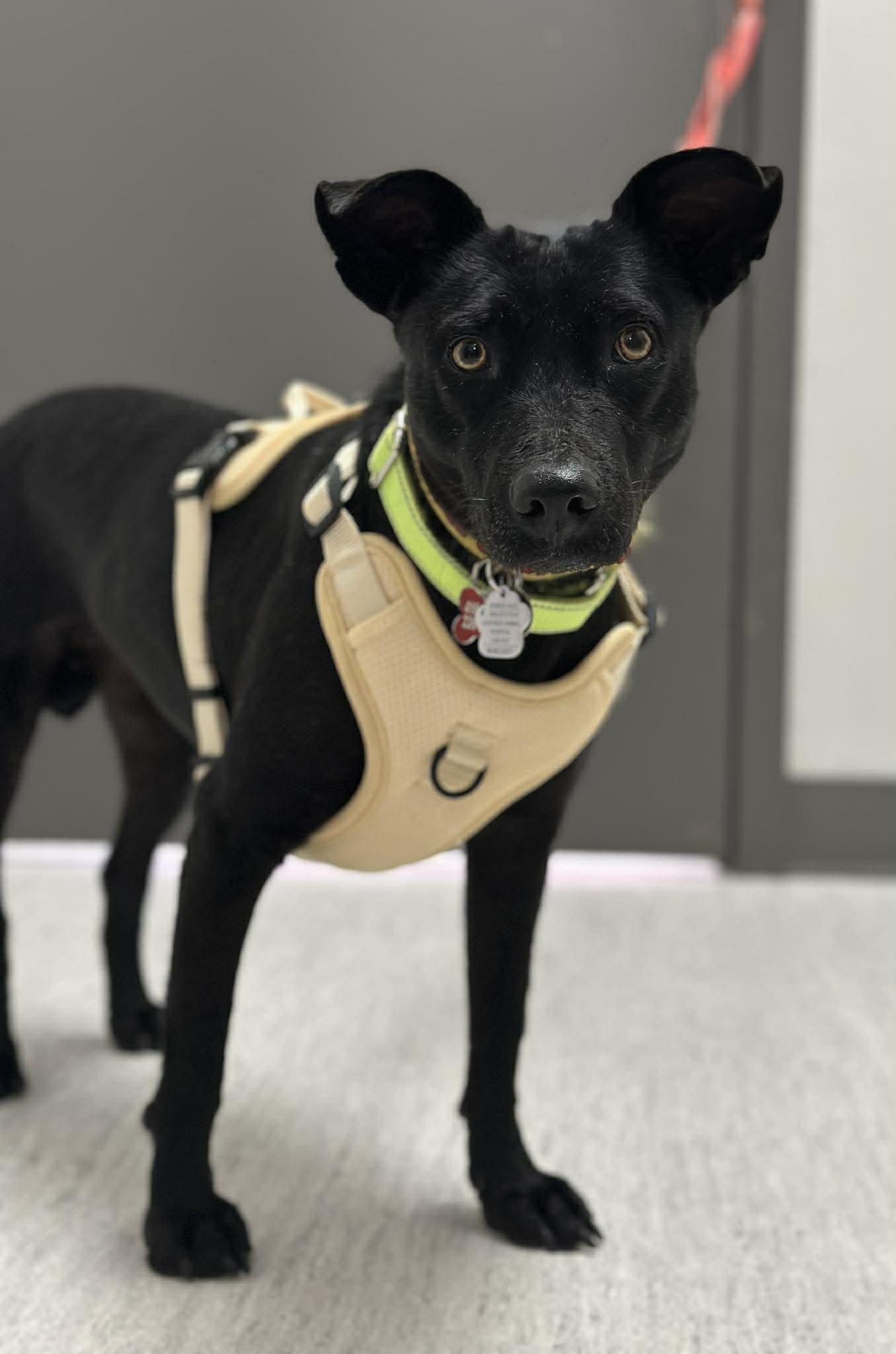 Enlarge Chapita, a ADOPTABLE mixed breed in Mississauga, ON image 4/4