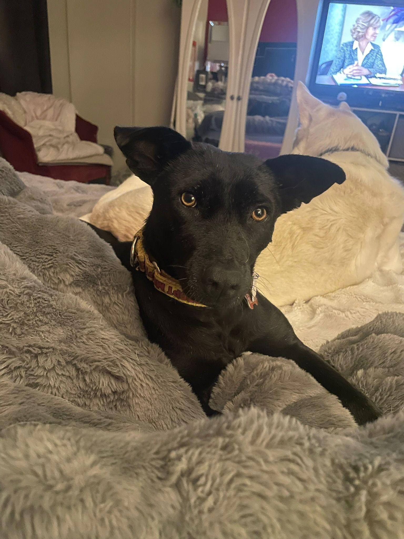 Enlarge Chapita, a ADOPTABLE mixed breed in Mississauga, ON image 3/4