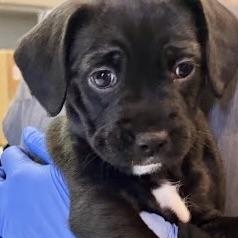 Enlarge Laguna, a Adoptable mixed breed in Sherman Oaks, CA image 3/6