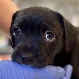 Enlarge Laguna, a Adoptable mixed breed in Sherman Oaks, CA image 1/6