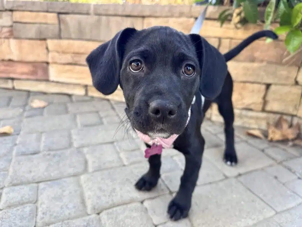 Enlarge Laguna, a Adoptable mixed breed in Sherman Oaks, CA image 1/6