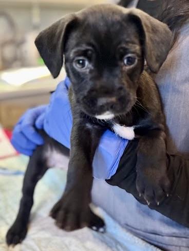 Enlarge Laguna, a Adoptable mixed breed in Sherman Oaks, CA image 5/6