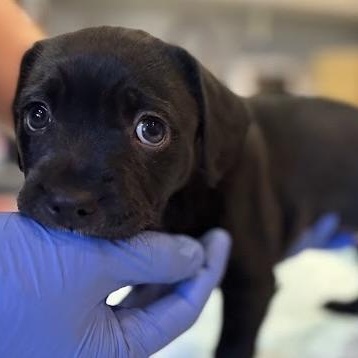 Enlarge Laguna, a Adoptable mixed breed in Sherman Oaks, CA image 4/6