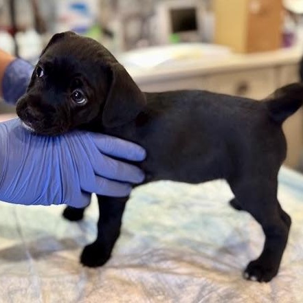 Enlarge Laguna, a Adoptable mixed breed in Sherman Oaks, CA image 2/6