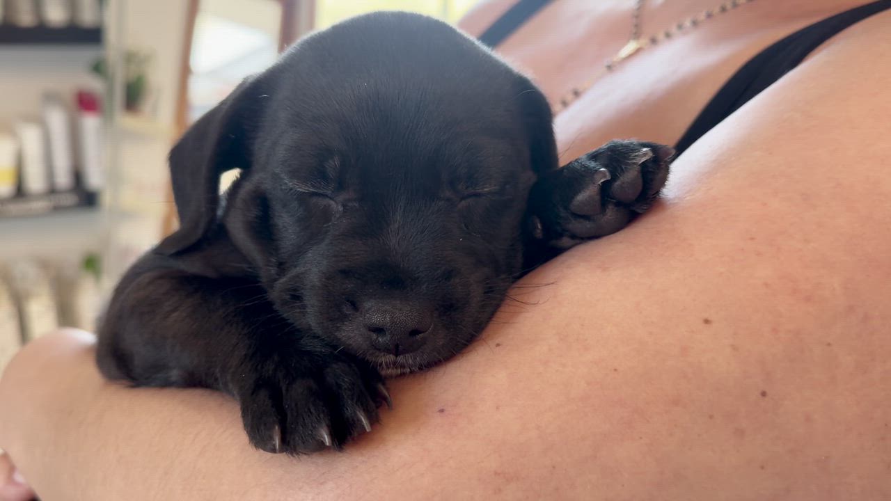 Enlarge Laguna, a Adoptable mixed breed in Sherman Oaks, CA video 6/6