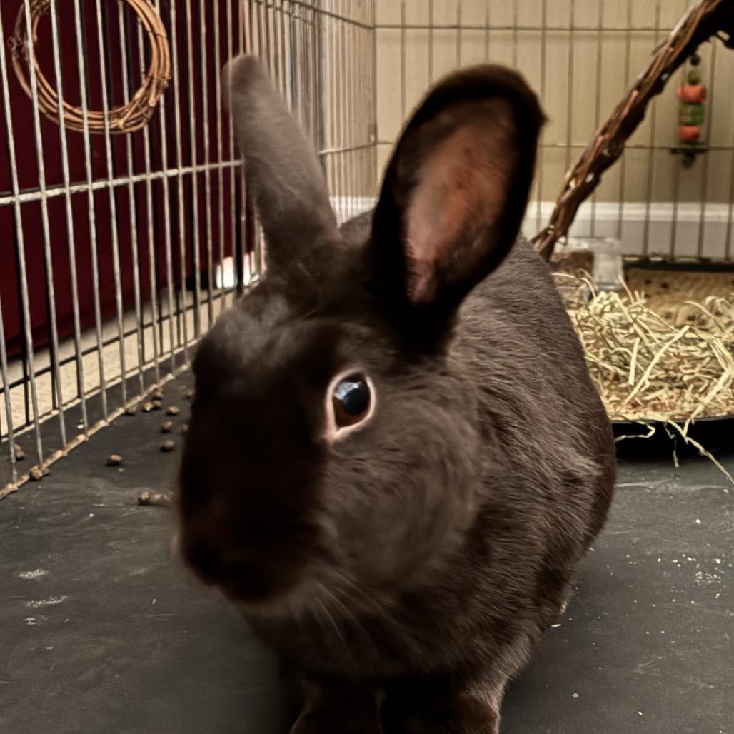 Divine, Adoptable, Adult Female Satin.