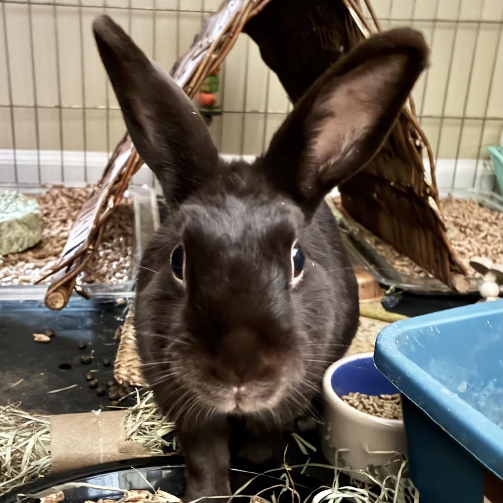Divine, a Adoptable Satin in Baltimore, MD image 3/3