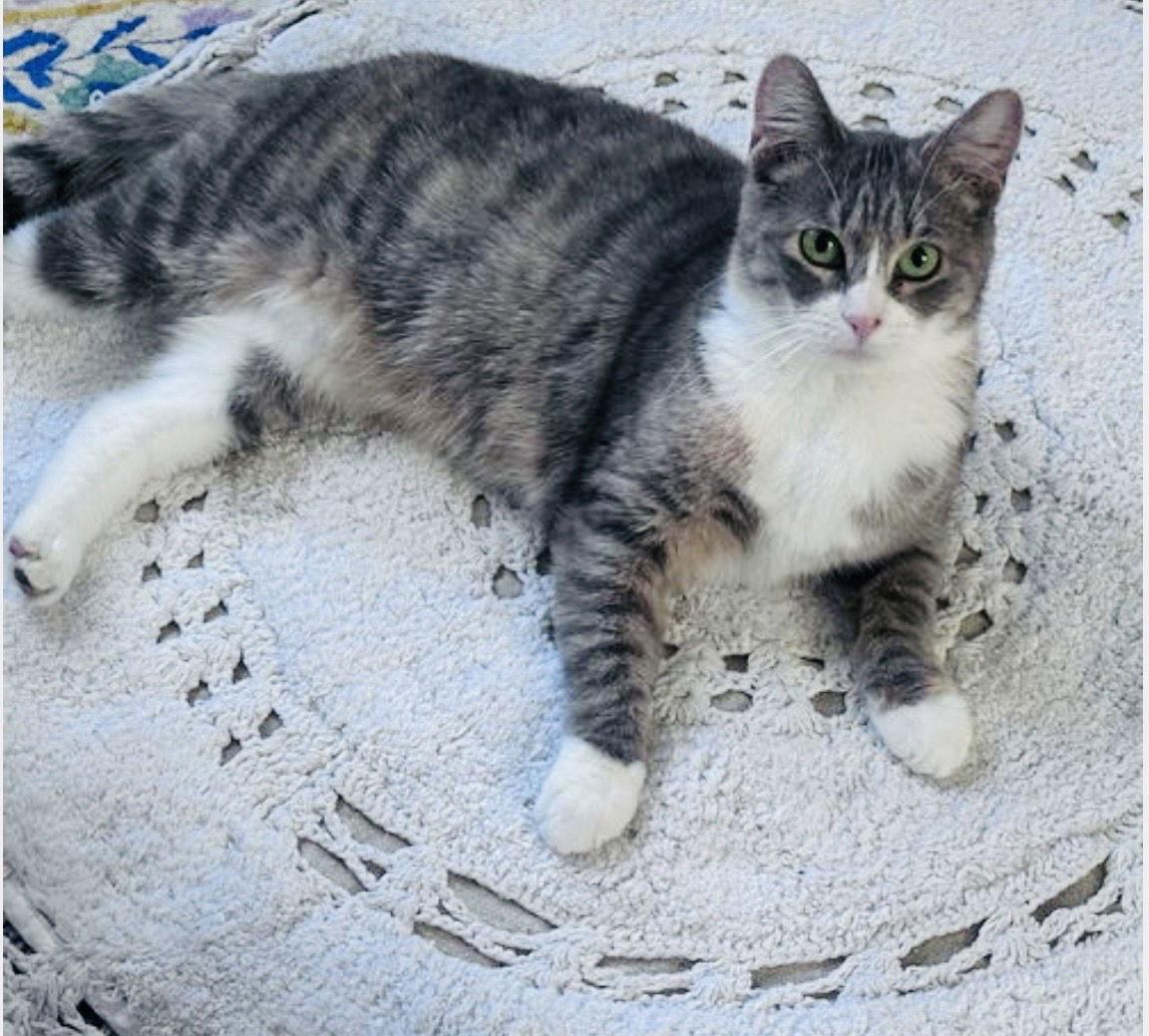 Allison, Adoptable, Adult Female Tabby & Dilute Calico.