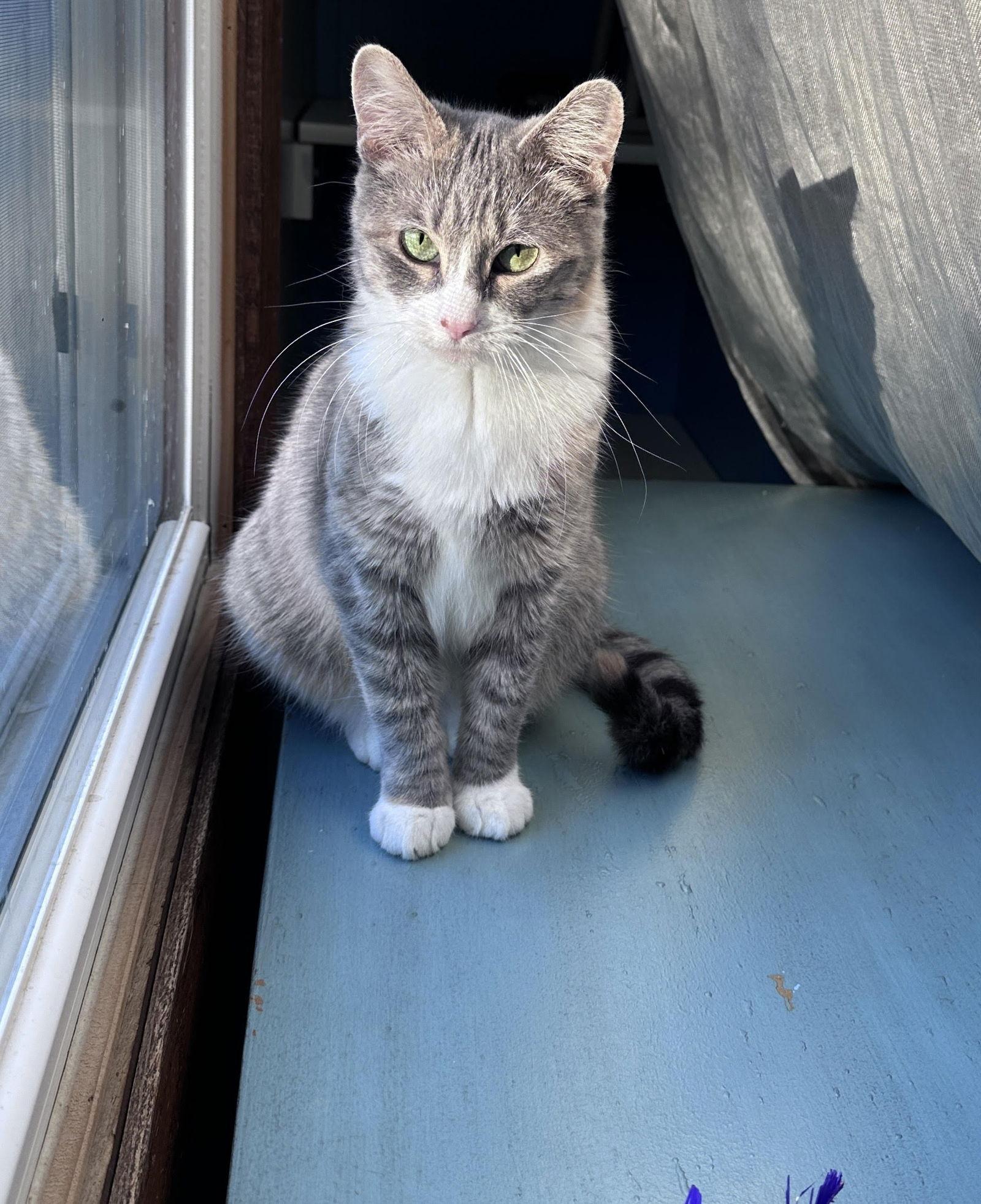 Allison, a Adoptable mixed breed in Minneapolis, MN image 1/3