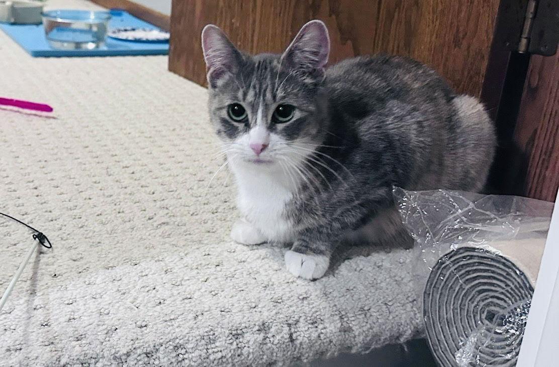 Allison, a Adoptable mixed breed in Minneapolis, MN image 2/3