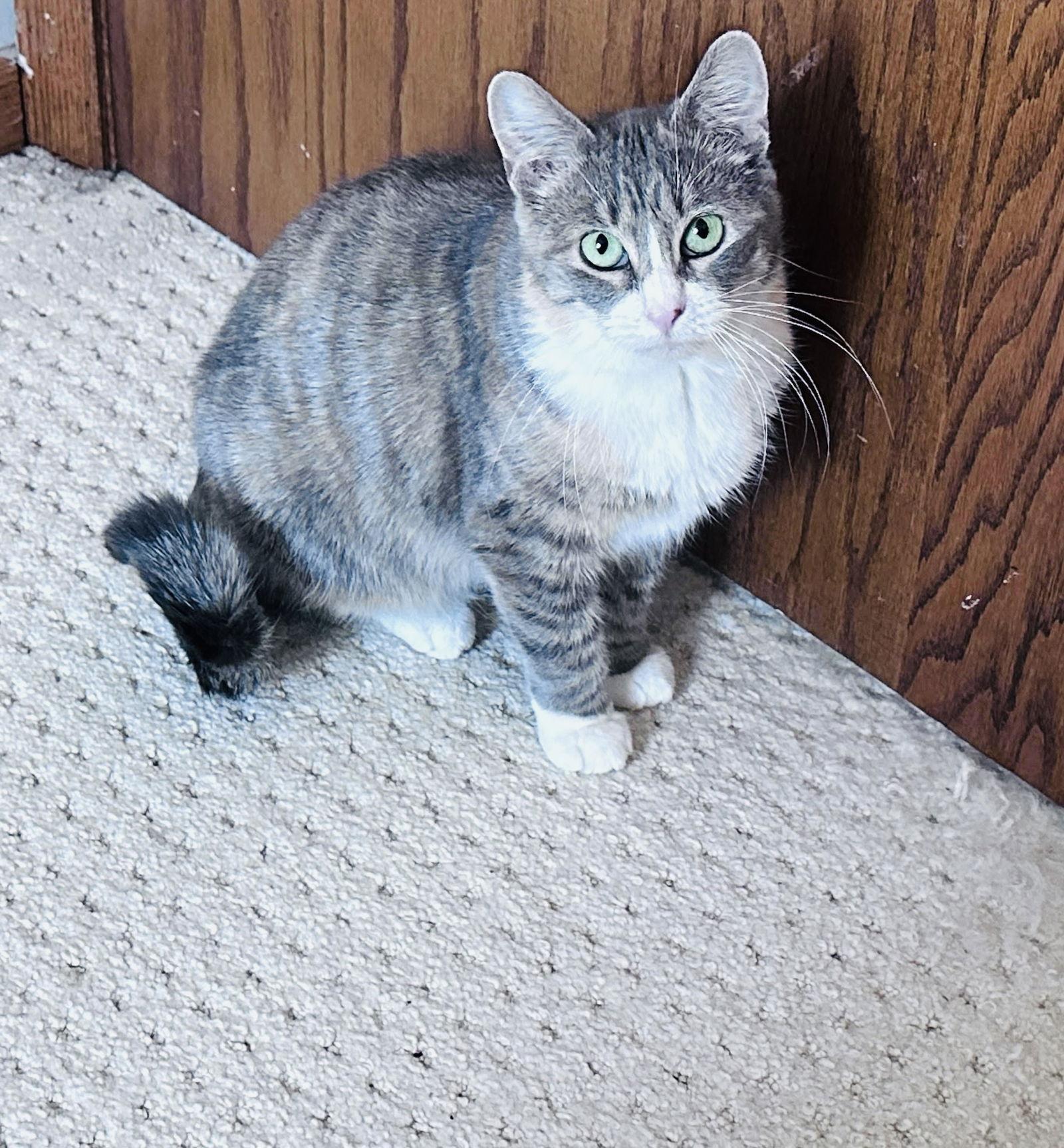 Allison, a Adoptable mixed breed in Minneapolis, MN image 3/3