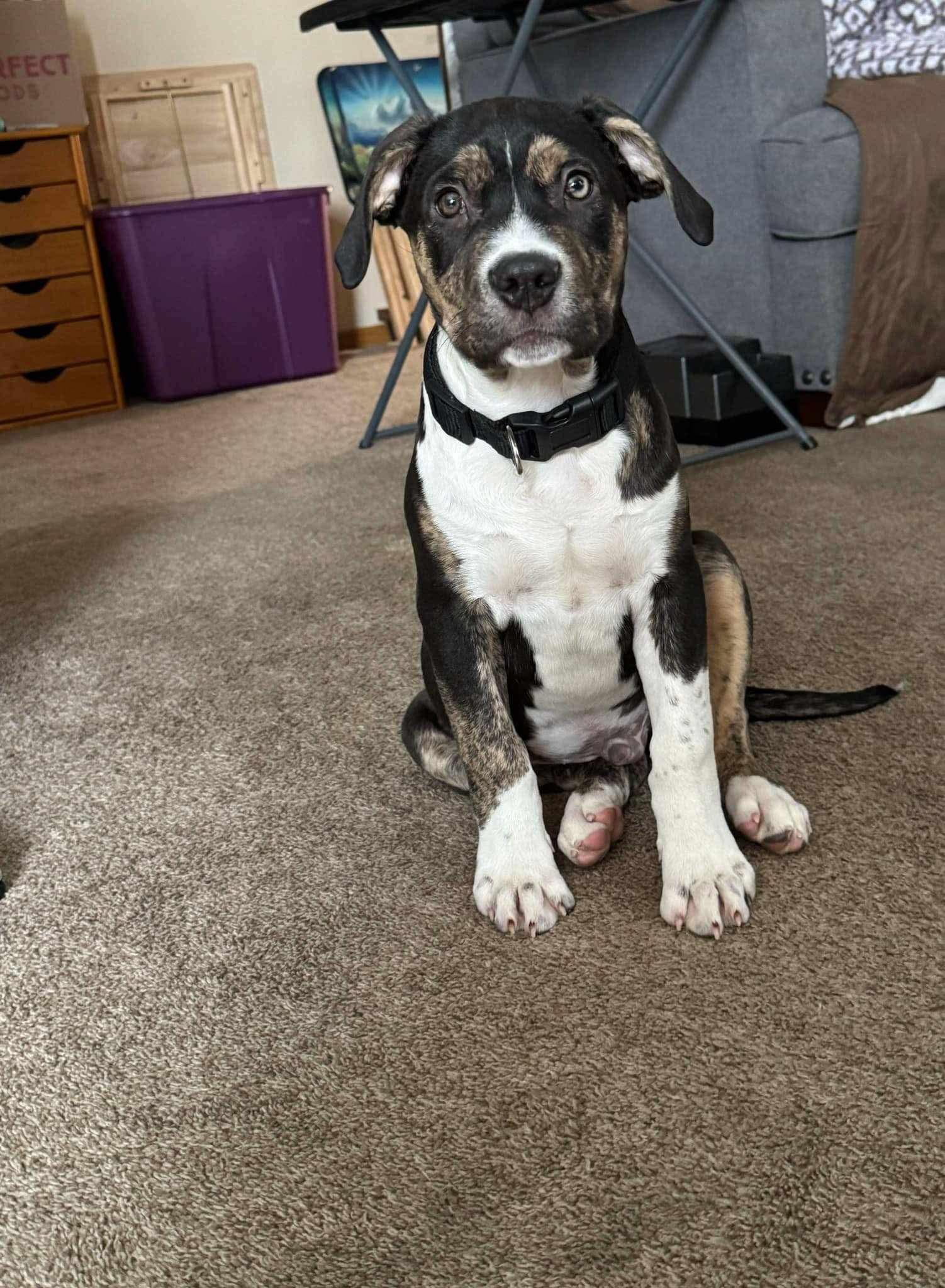 Enlarge Lucas, a Adopted mixed breed in Minneapolis, MN image 1/1