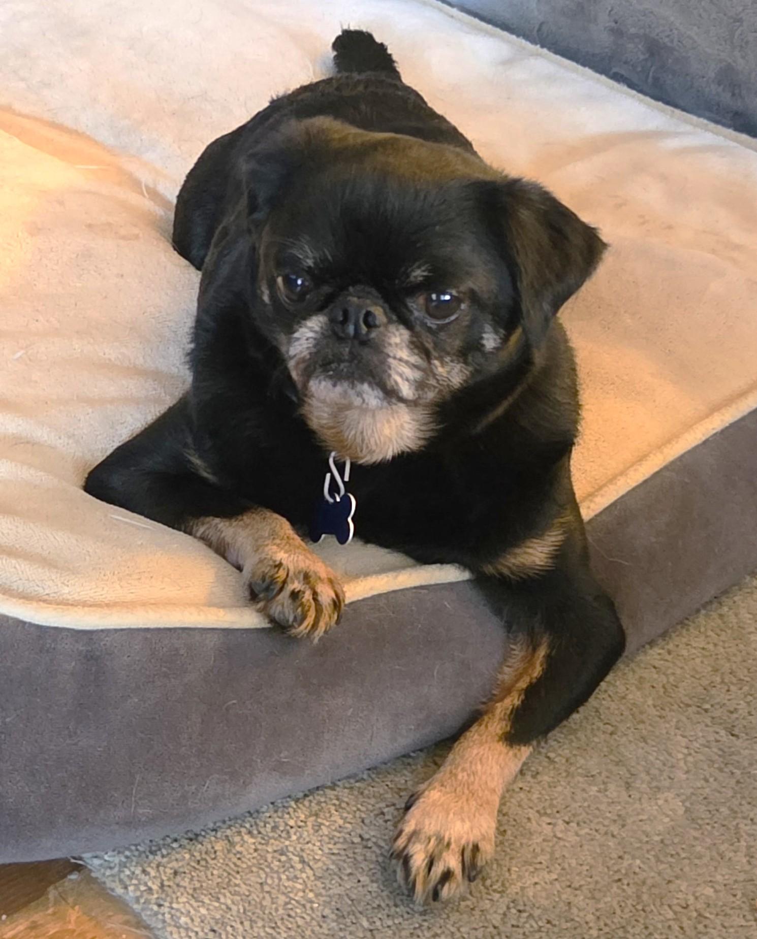 Enlarge Hugo, a Adoptable Brussels Griffon in Lisbon, IA image 6/6