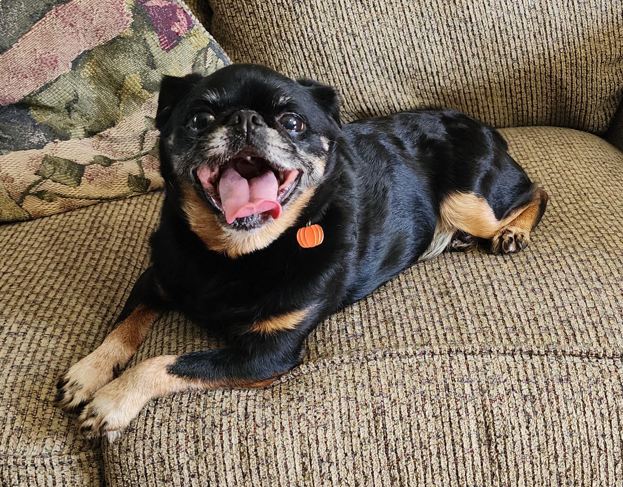 Enlarge Hugo, a Adoptable Brussels Griffon in Lisbon, IA image 2/6