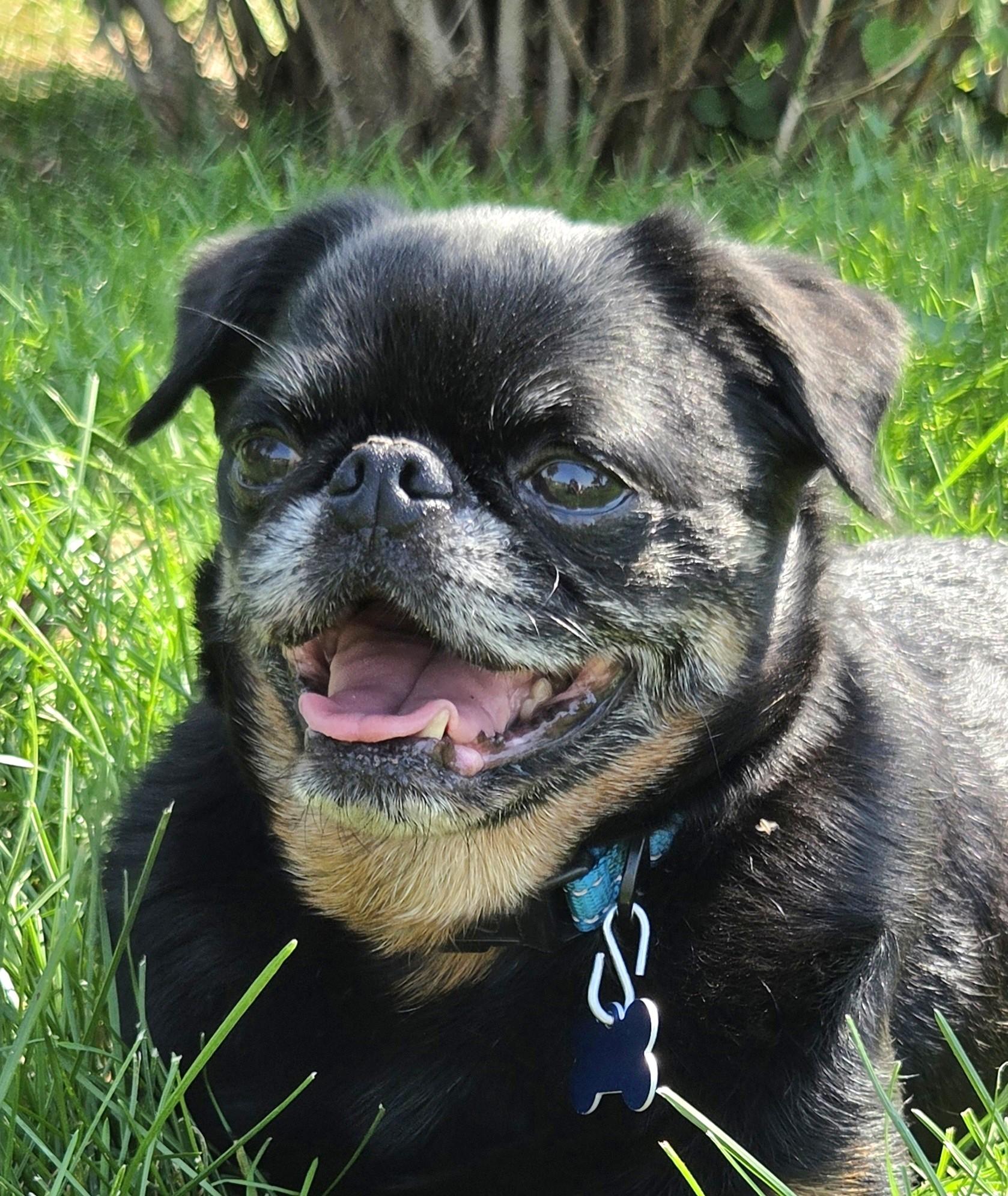 Hugo, Adoptable, Adult Male Brussels Griffon.