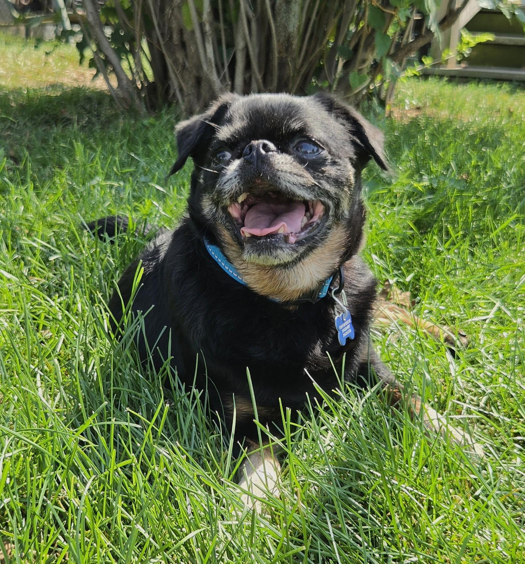 Enlarge Hugo, a Adoptable Brussels Griffon in Lisbon, IA image 3/6