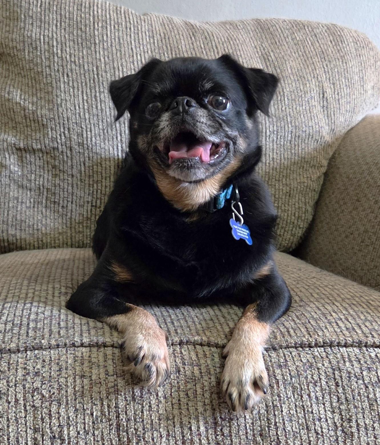 Enlarge Hugo, a Adoptable Brussels Griffon in Lisbon, IA image 4/6