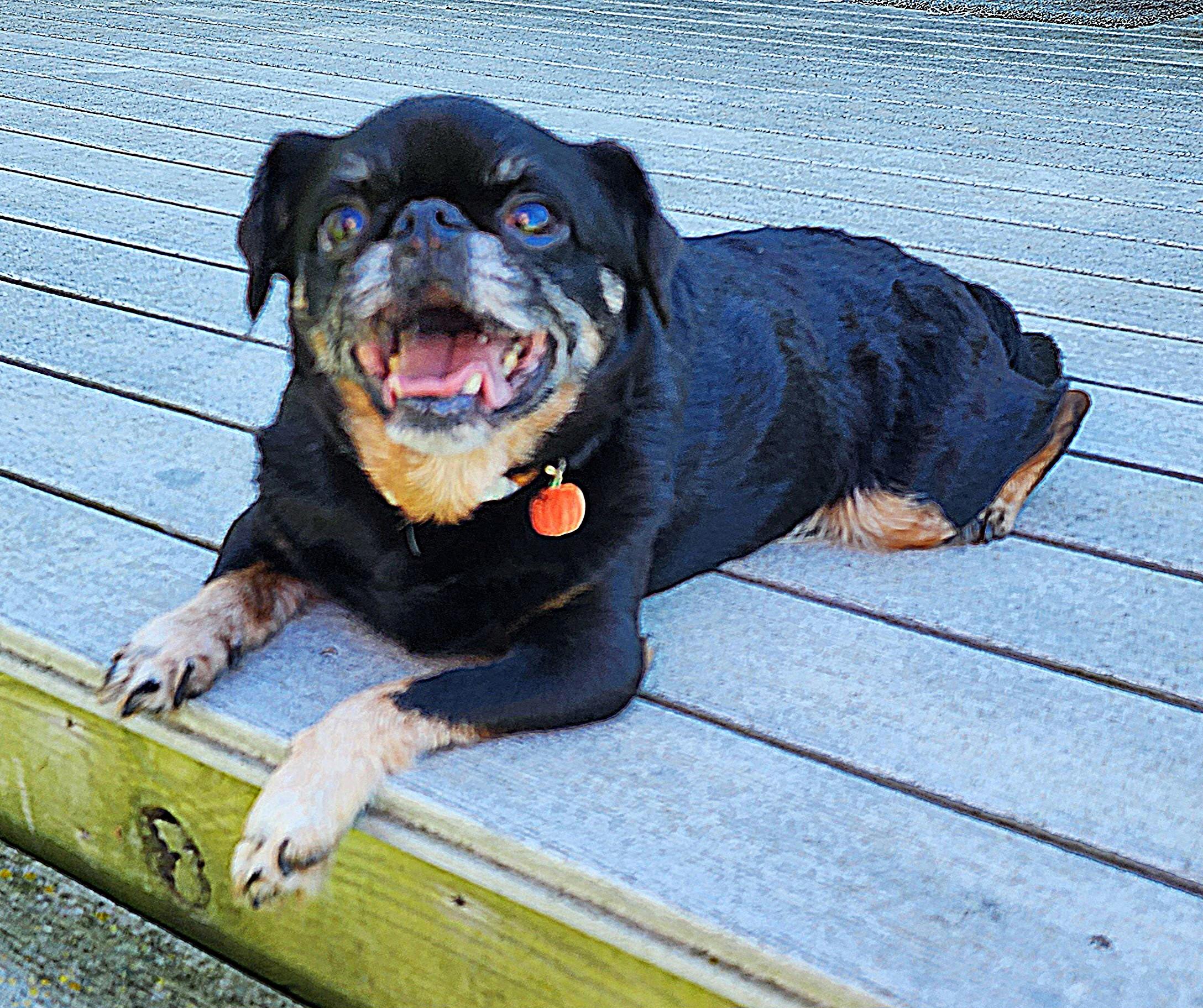 Enlarge Hugo, a Adoptable Brussels Griffon in Lisbon, IA image 5/6