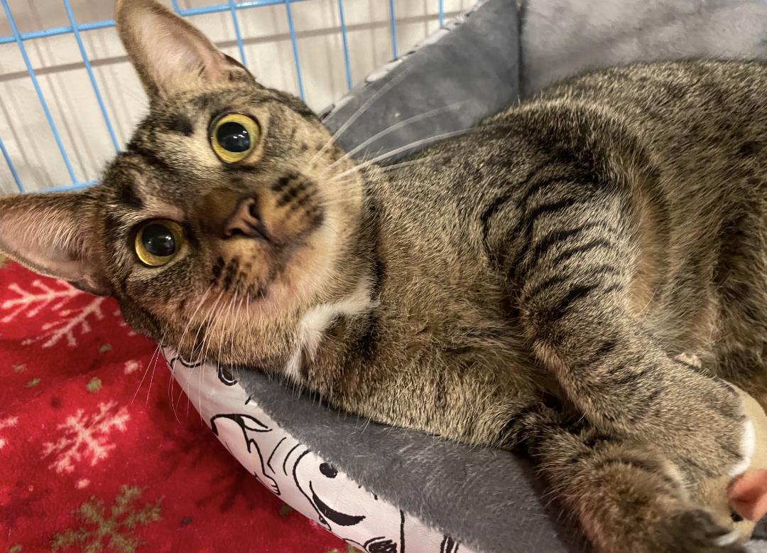 Pebbles, Adoptable, Adult Female Domestic Short Hair.