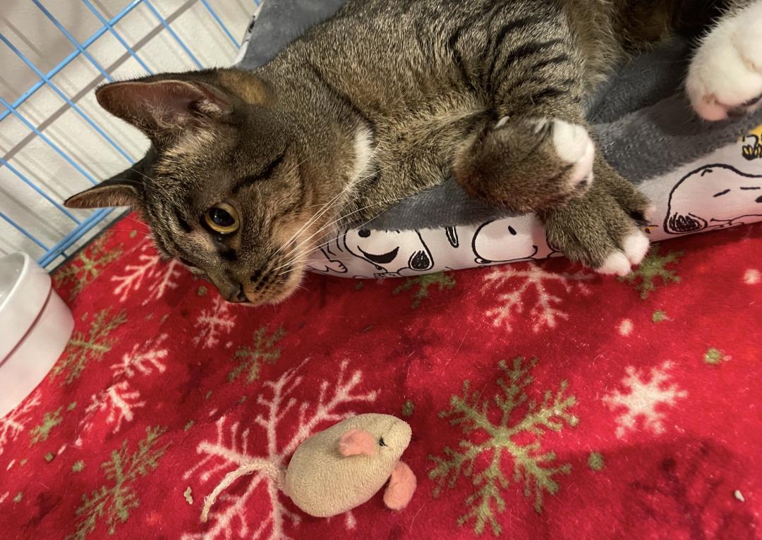 Enlarge Pebbles, a Adoptable Domestic Short Hair in Pensacola, FL image 2/2