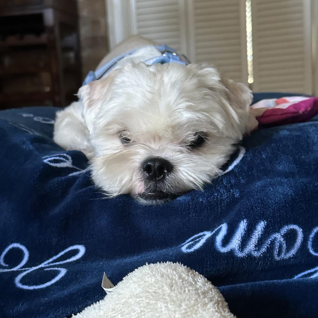 Enlarge Buster, a Adoptable Lhasa Apso in Houston, TX image 1/3