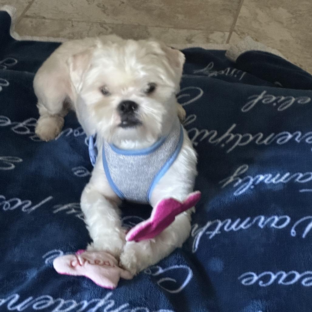 Enlarge Buster, a Adoptable Lhasa Apso in Houston, TX image 2/3