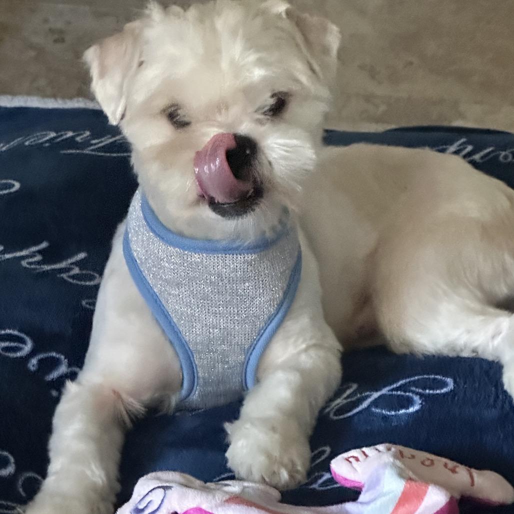 Enlarge Buster, a Adoptable Lhasa Apso in Houston, TX image 3/3