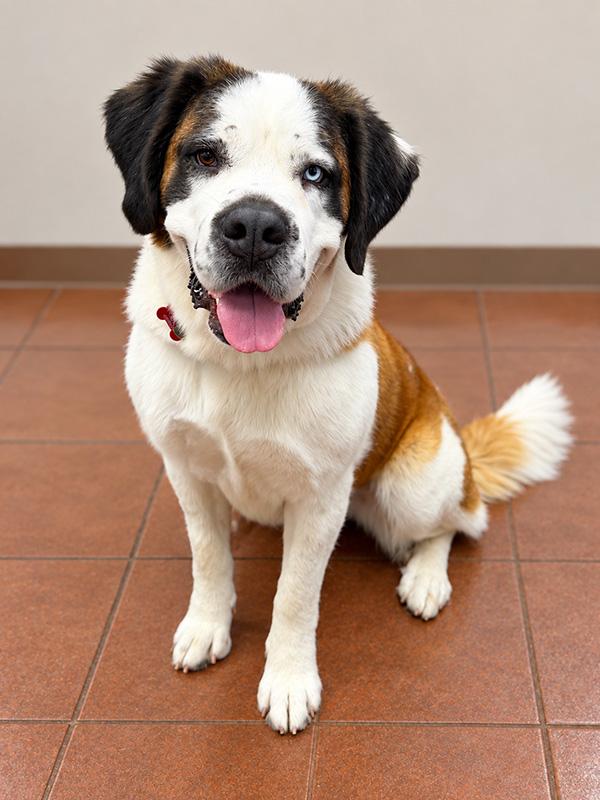 Enlarge Lolly, a Adoptable Saint Bernard in Albuquerque, NM image 1/2