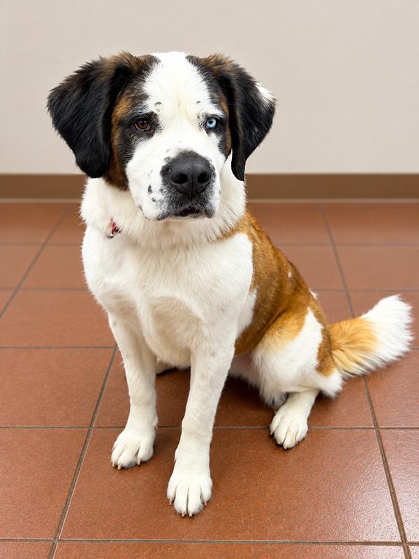 Enlarge Lolly, a Adoptable Saint Bernard in Albuquerque, NM image 2/2