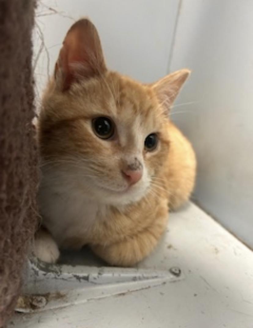 Jamie, ADOPTABLE, Young Male Domestic Short Hair.