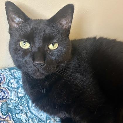 Enlarge Frappe, a Adoptable mixed breed in East Montpelier, VT image 1/3